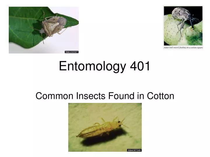 entomology 401