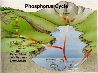 Phosphorus Cycle