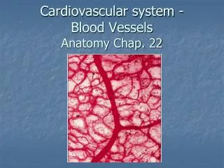 Cardiovascular system - Blood Vessels Anatomy Chap. 22