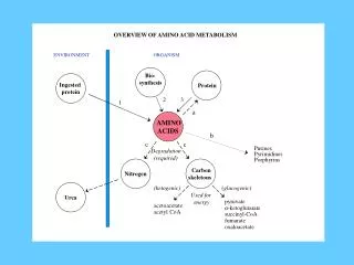 OVERVIEW OF AMINO ACID METABOLISM