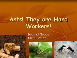 Ants! They are Hard Workers!
