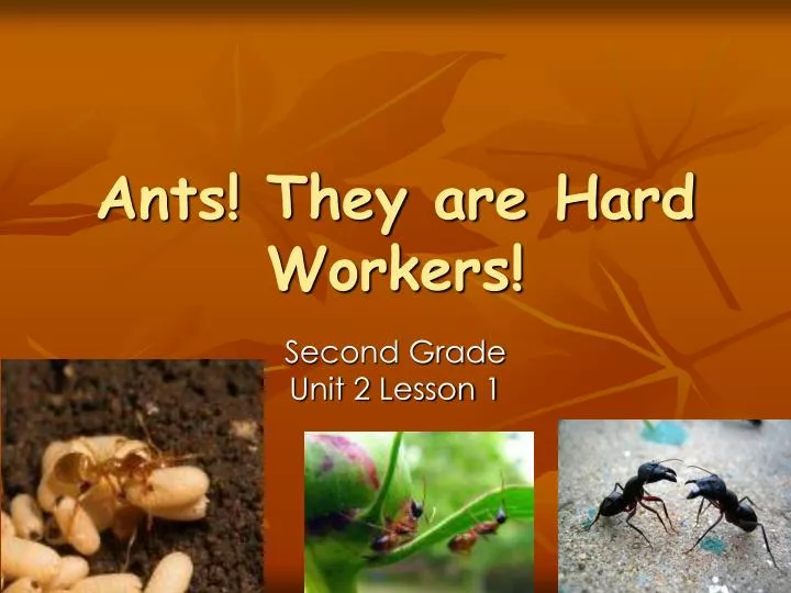 ants they are hard workers
