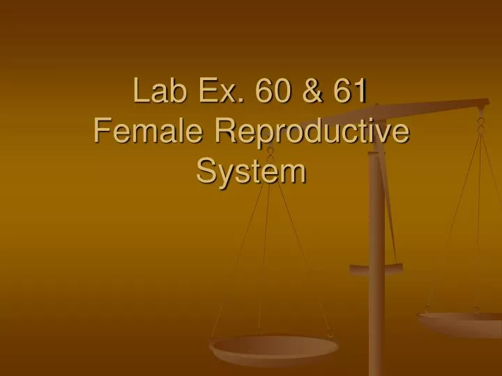 lab ex 60 61 female reproductive system