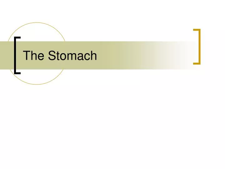 the stomach