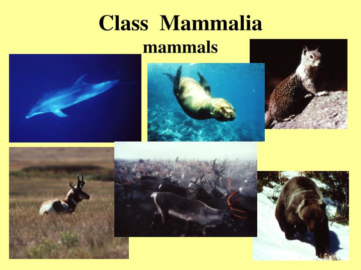 class mammalia mammals
