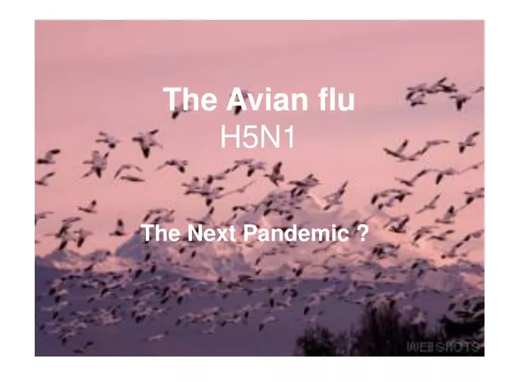 the avian flu h5n1