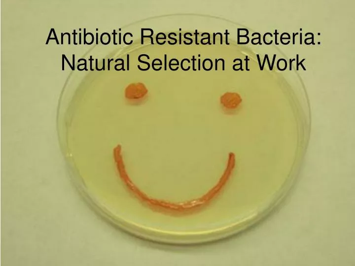 antibiotic resistant bacteria natural selection at work