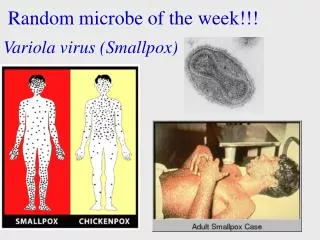 Variola virus (Smallpox)