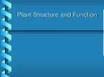 PPT - Plant Structure and Function PowerPoint Presentation, free ...