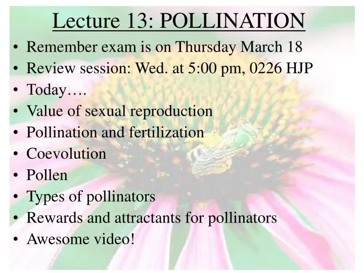 lecture 13 pollination