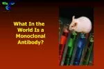 What In the World Is a Monoclonal Antibody? - slide 1