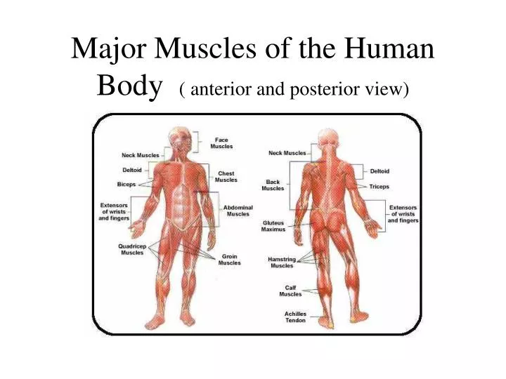 major muscles of the human body anterior and posterior view