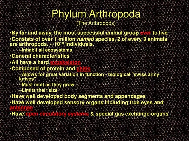 phylum arthropoda the arthropods