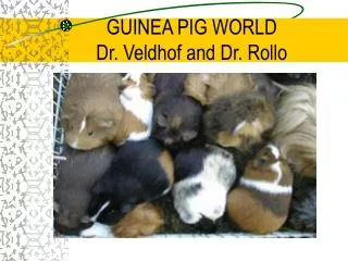 GUINEA PIG WORLD Dr. Veldhof and Dr. Rollo