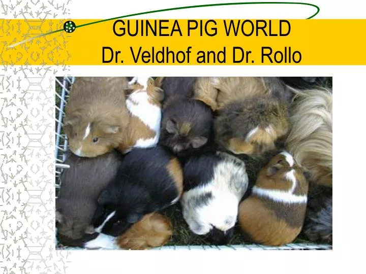 guinea pig world dr veldhof and dr rollo