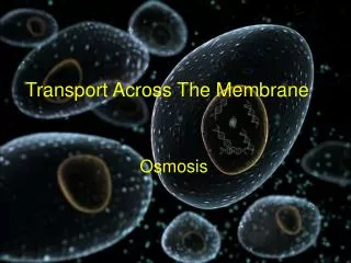 Transport Across The Membrane