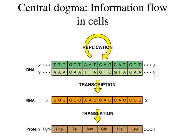 central dogma information flow in cells