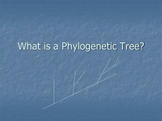 What is a Phylogenetic Tree?