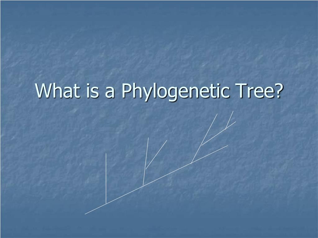 PPT - What is a Phylogenetic Tree? PowerPoint Presentation, free ...