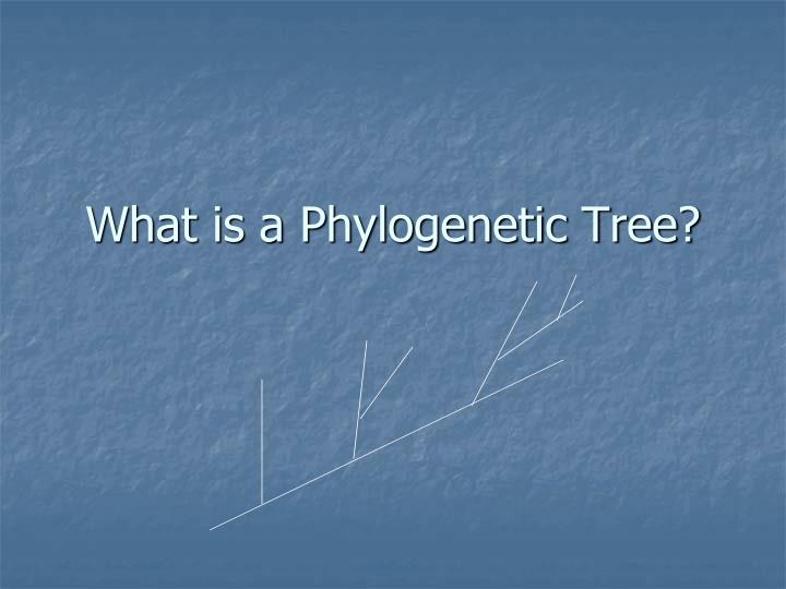 what is a phylogenetic tree