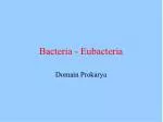 Bacteria - Eubacteria - slide 1