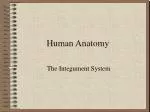 Human Anatomy - slide 1
