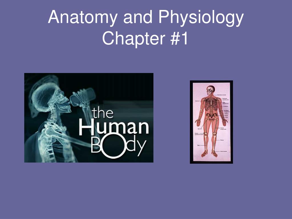 PPT - Anatomy and Physiology Chapter #1 PowerPoint Presentation, free ...
