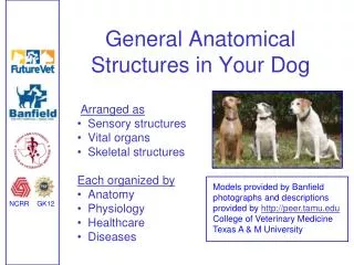 General Anatomical Structures in Your Dog