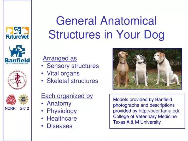 general anatomical structures in your dog
