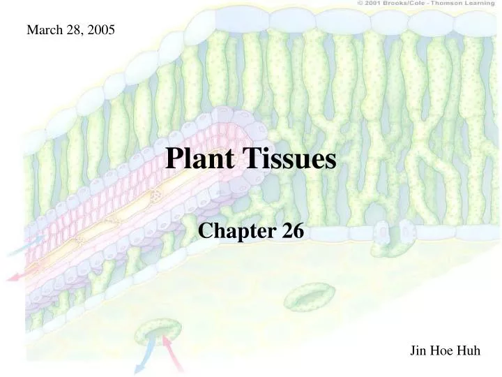 plant tissues
