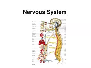 Nervous System