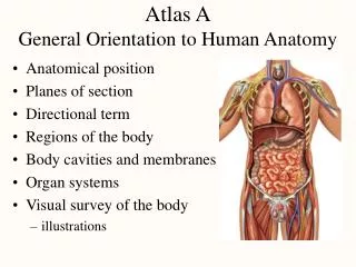 Atlas A General Orientation to Human Anatomy