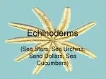 Echinoderms - slide 1