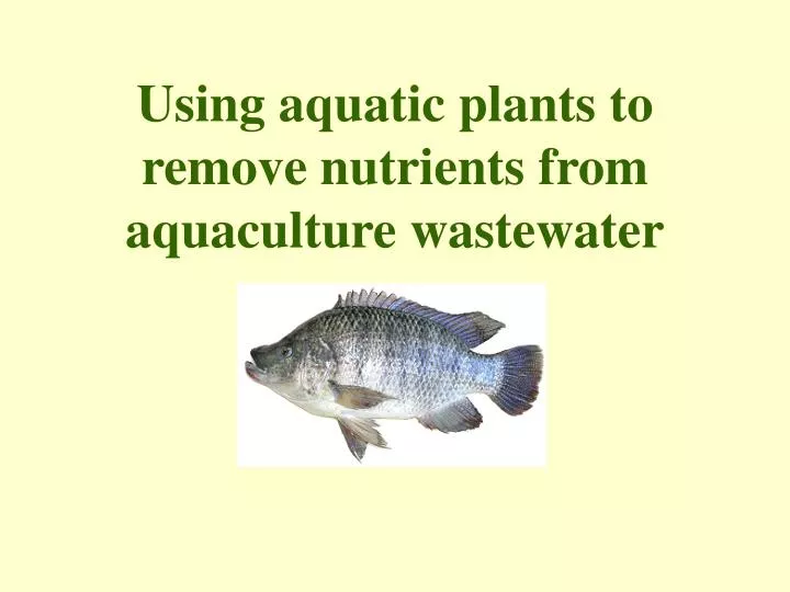 using aquatic plants to remove nutrients from aquaculture wastewater