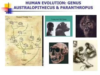 HUMAN EVOLUTION: GENUS AUSTRALOPITHECUS &amp; PARANTHROPUS