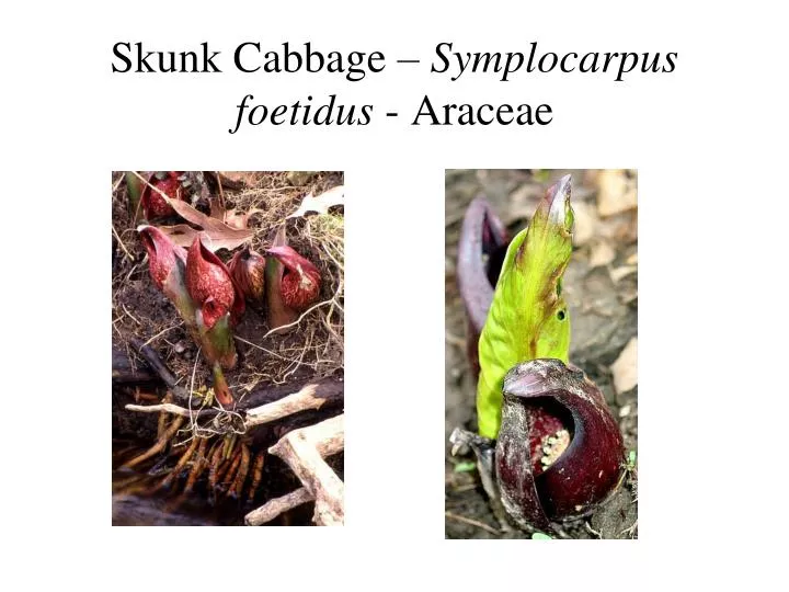 skunk cabbage symplocarpus foetidus araceae