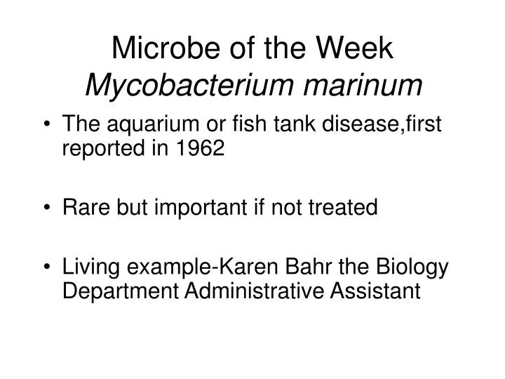 microbe of the week mycobacterium marinum