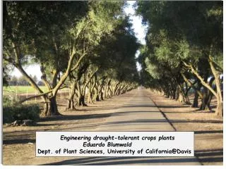 Engineering drought-tolerant crops plants 	 	Eduardo Blumwald 		Dept. of Plant Sciences, University of Calif