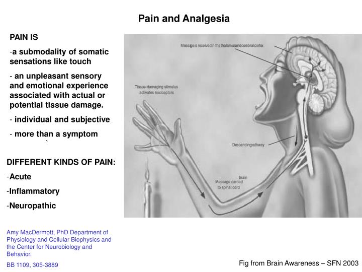 pain and analgesia