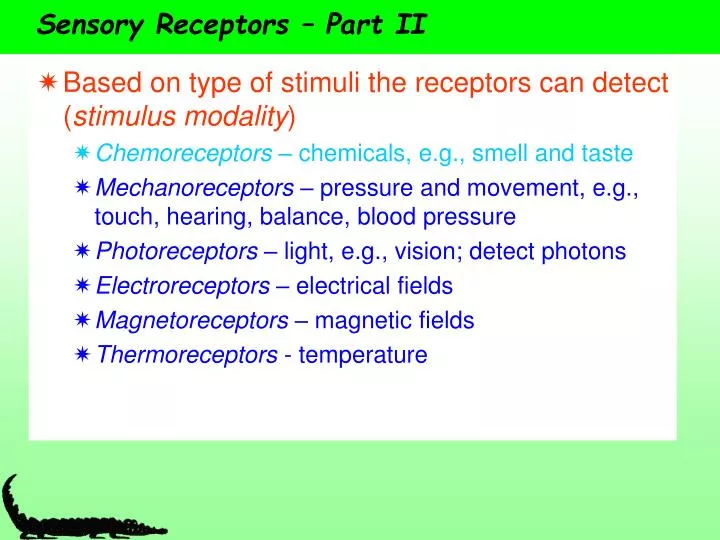 sensory receptors part ii