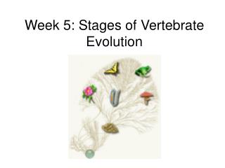 Week 5: Stages of Vertebrate Evolution