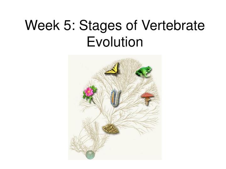 week 5 stages of vertebrate evolution