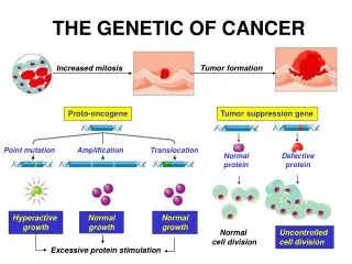 THE GENETIC OF CANCER
