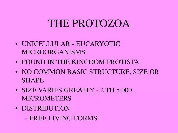 the protozoa