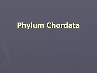 phylum chordata