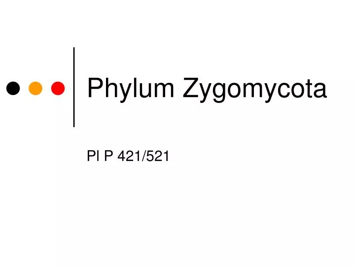 phylum zygomycota