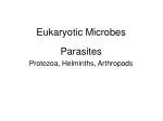 Eukaryotic Microbes - slide 1