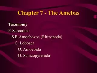 Chapter 7 - The Amebas