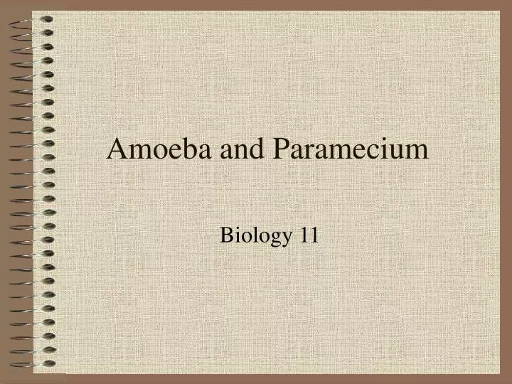 amoeba and paramecium