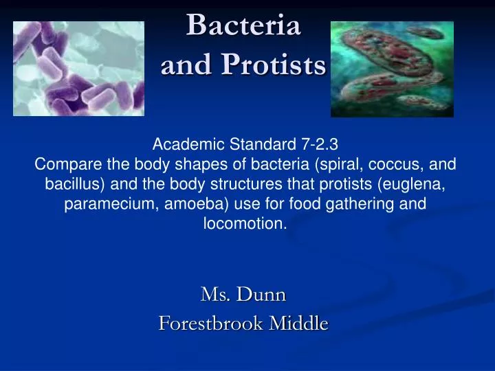 bacteria and protists